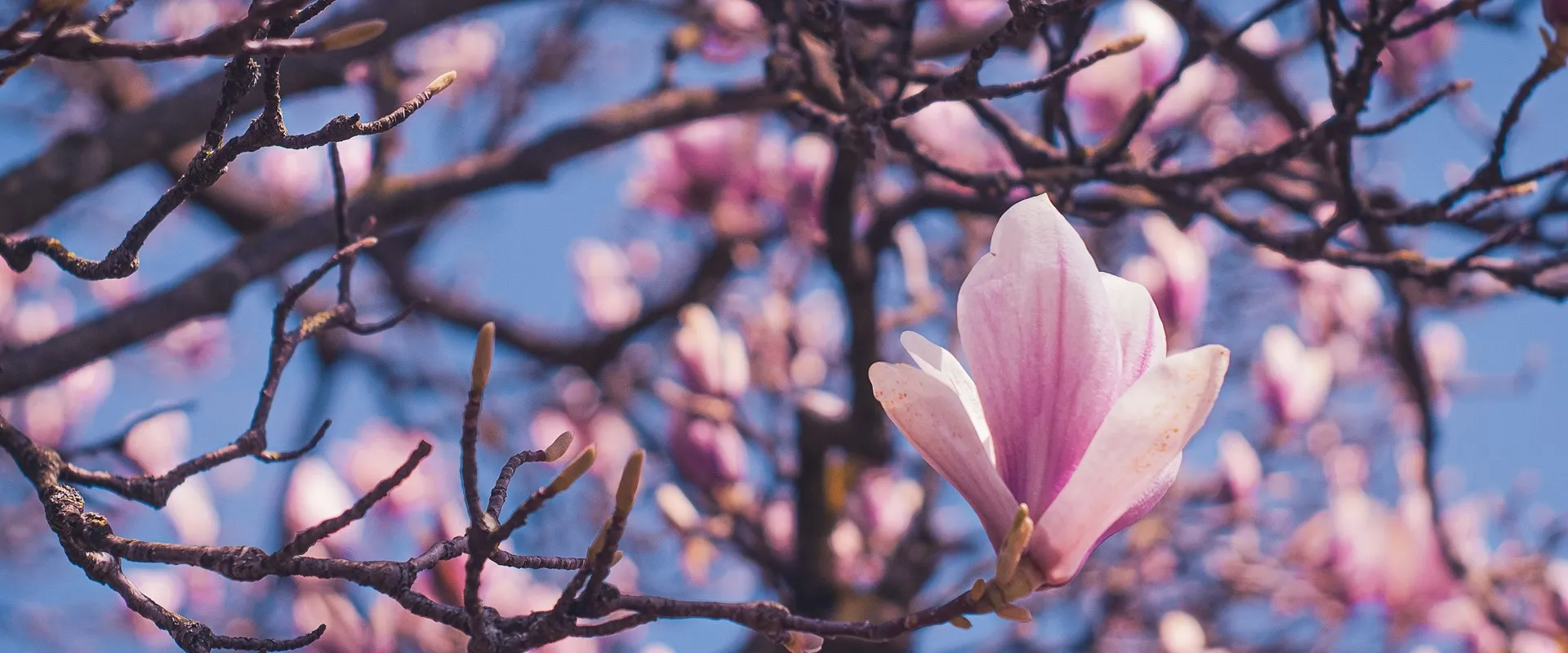 Relaunch Banner 2 Blüten
