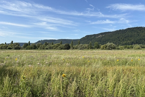 Eine Wiese mit Wildblumen, dahinter ein Bergzug vor blauem Himmel