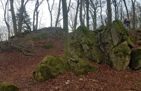 Ein Hang im Wald mit vielen Bäumen und einem Wanderer