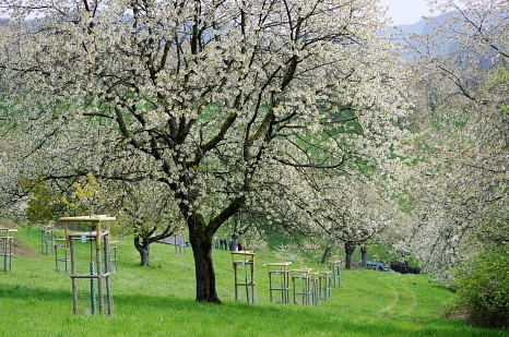 Eine Streuobstwiese in Warbsen am Hang