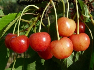 Kirschen&nbsp;&copy;&nbsp;Landkreis Holzminden